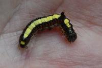 Acronicta psi