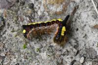 Acronicta psi