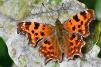 Polygonia c-album