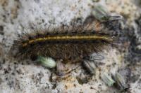 Phragmatobia fuliginosa