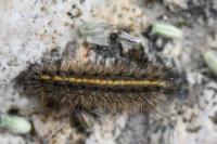 Phragmatobia fuliginosa