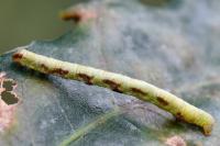 Macaria notata