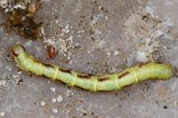 Macaria notata
