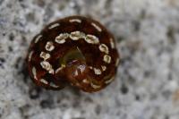 Lycophotia porphyrea