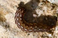 Lycophotia porphyrea