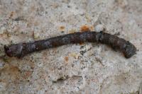 Biston betularia