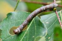 Biston betularia
