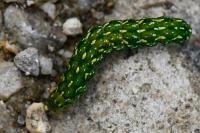 Anarta myrtilli
