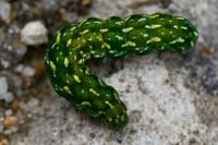 Anarta myrtilli