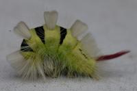 Calliteara pudibunda