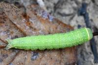 Pseudoips prasinanus
