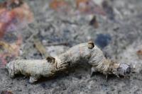 Selenia lunularia