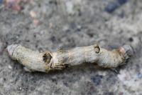 Selenia lunularia