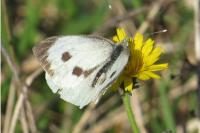 Pieris brassicae