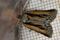Nycteola revayana