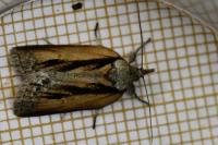 Nycteola revayana
