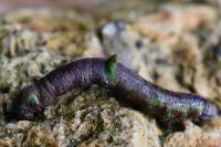 Opisthograptis luteolata