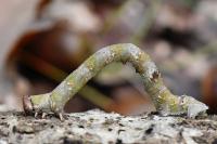 Biston betularia