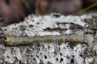 Biston betularia