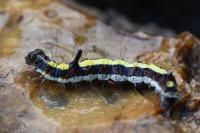 Acronicta psi