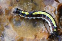 Acronicta psi