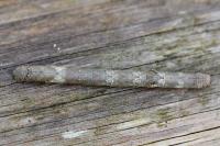 Hypomecis punctinalis