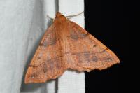 Colotois pennaria