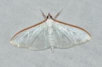 Palpita vitrealis