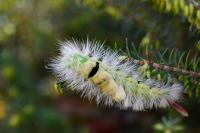 Calliteara pudibunda