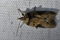 Nycteola revayana