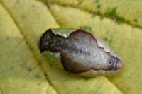 Heterogenea asella
