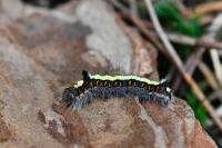 Acronicta psi