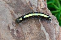 Acronicta psi