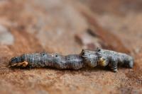 Selenia dentaria