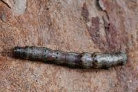 Selenia dentaria