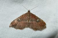 Nycterosea obstipata