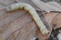Biston betularia