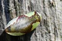 Heterogenea asella