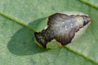 Heterogenea asella