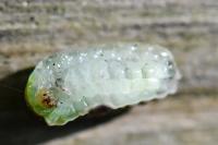 Heterogenea asella