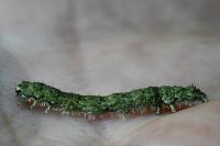 Laspeyria flexula