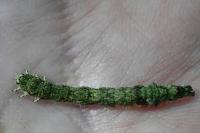 Laspeyria flexula