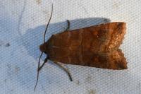 Eupsilia transversa