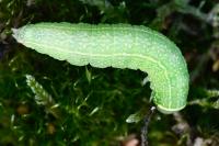 Pseudoips prasinanus