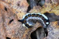 Acronicta psi