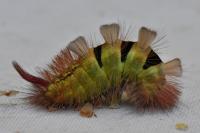 Calliteara pudibunda