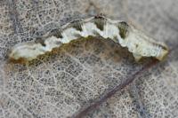 Eupithecia virgaureata