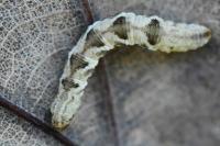 Eupithecia virgaureata