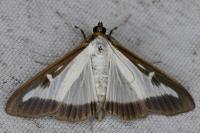 Cydalima perspectalis