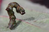 Opisthograptis luteolata